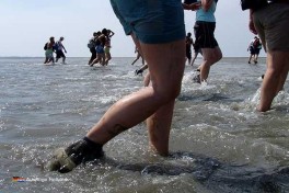 Wattwandern mit Kindern in Holland