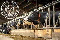 Milchviehhaltung Landgur Kaamps in Holland besuchen