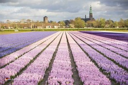 Ferienpark Keukenhof Holland