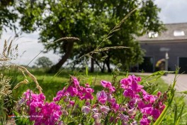 B&B de Nieuwe Warande Holland