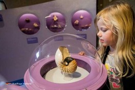 Ausstellung Naturmuseum Holland