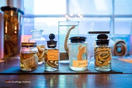 Naturmuseum Holland