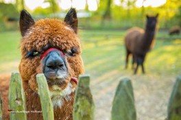 Camping mit Alpakas in Holland