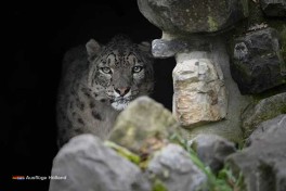 Tierpark Holland