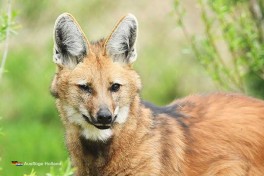 Tierpark Zie-ZOO Holland