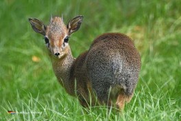 Tierpark Zie-ZOO