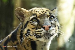 Zoo Holland