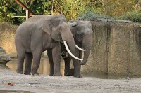 WILDLANDS Adventure Zoo Holland