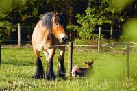 Bauernhof Campingplatz in Holland