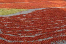 Chili und Pfeffer aus Indonesien – Zutaten der indonesischen Küche