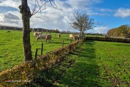 Camping De Menmoerhoeve Nordbrabant