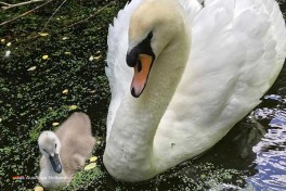 Tierpark in Holland