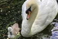 Tierpark in Holland
