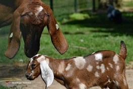 Zoo in Limburg Holland
