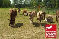 Streichelzoo De Koperen Ezel Veluwe Holland