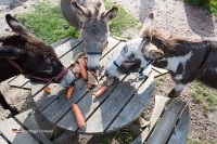 Streichelzoo Veluwe Holland Niederlande